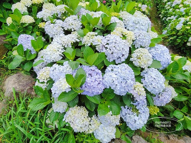 2023陽明山繡球花季,比人高的繡球花牆,竹子湖曹家花田香,2023繡球花花況,陽明山曹家繡球花