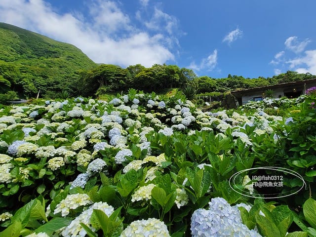 2023陽明山繡球花季,比人高的繡球花牆,竹子湖曹家花田香,2023繡球花花況,陽明山曹家繡球花