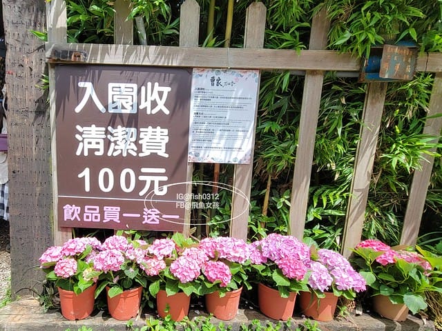 2023陽明山繡球花季,比人高的繡球花牆,竹子湖曹家花田香,2023繡球花花況,陽明山曹家繡球花