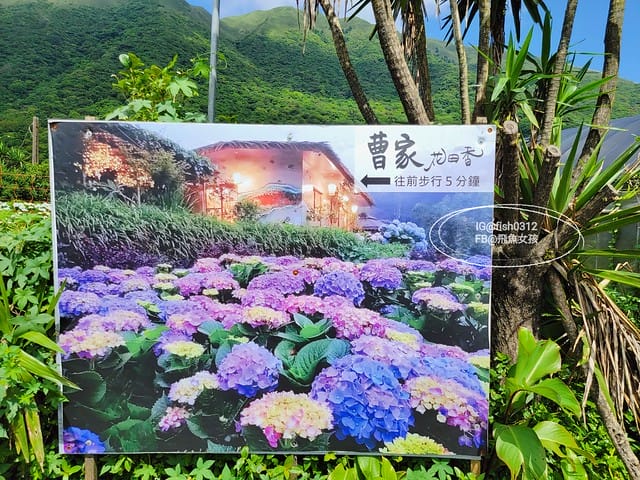 2023陽明山繡球花季,比人高的繡球花牆,竹子湖曹家花田香,2023繡球花花況,陽明山曹家繡球花