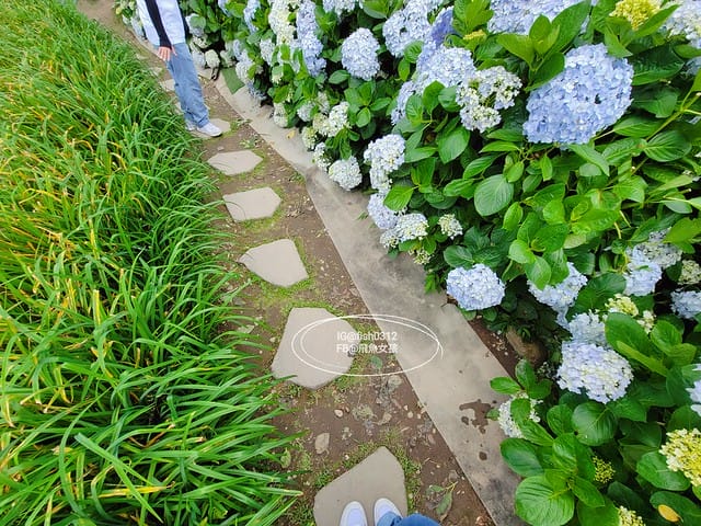 2023陽明山繡球花季,比人高的繡球花牆,竹子湖曹家花田香,2023繡球花花況,陽明山曹家繡球花