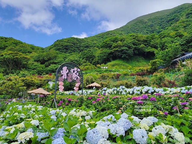 2023陽明山繡球花季,比人高的繡球花牆,竹子湖曹家花田香,2023繡球花花況,陽明山曹家繡球花