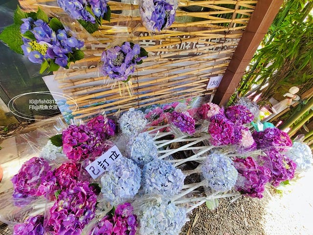 2023陽明山繡球花季,比人高的繡球花牆,竹子湖曹家花田香,2023繡球花花況,陽明山曹家繡球花