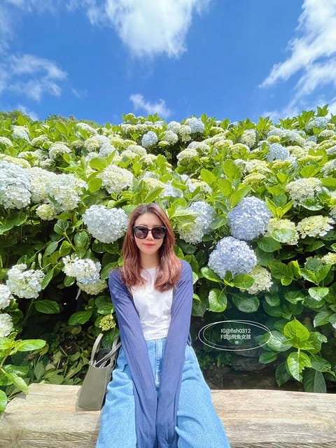 2023陽明山繡球花季,比人高的繡球花牆,竹子湖曹家花田香,2023繡球花花況,陽明山曹家繡球花