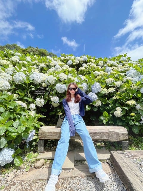 2023陽明山繡球花季,比人高的繡球花牆,竹子湖曹家花田香,2023繡球花花況,陽明山曹家繡球花
