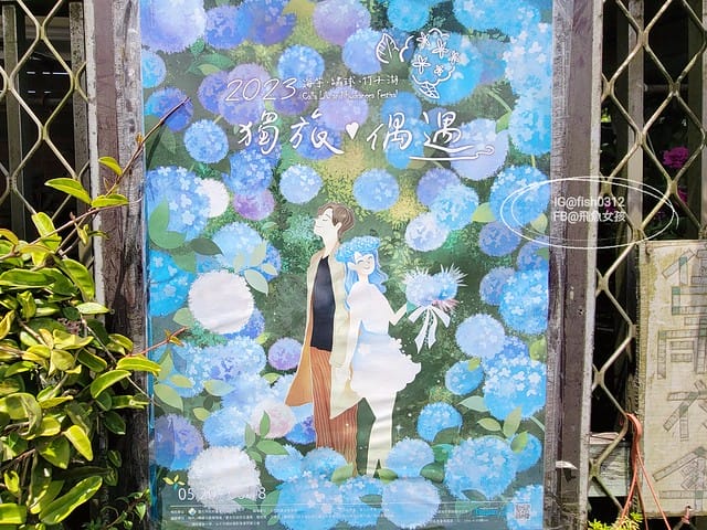 2023陽明山繡球花季,比人高的繡球花牆,竹子湖曹家花田香,2023繡球花花況,陽明山曹家繡球花