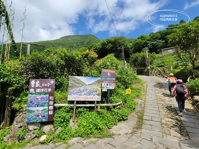 2023陽明山繡球花季,比人高的繡球花牆,竹子湖曹家花田香,2023繡球花花況,陽明山曹家繡球花