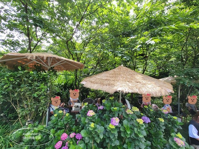 2023陽明山繡球花季,比人高的繡球花牆,竹子湖曹家花田香,2023繡球花花況,陽明山曹家繡球花