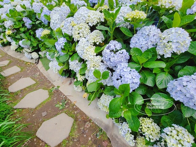 2023陽明山繡球花季,比人高的繡球花牆,竹子湖曹家花田香,2023繡球花花況,陽明山曹家繡球花