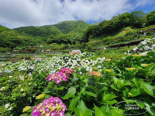 2023陽明山繡球花季,比人高的繡球花牆,竹子湖曹家花田香,2023繡球花花況,陽明山曹家繡球花