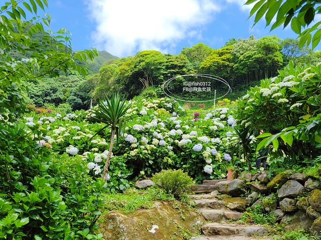 2023陽明山繡球花季,比人高的繡球花牆,竹子湖曹家花田香,2023繡球花花況,陽明山曹家繡球花
