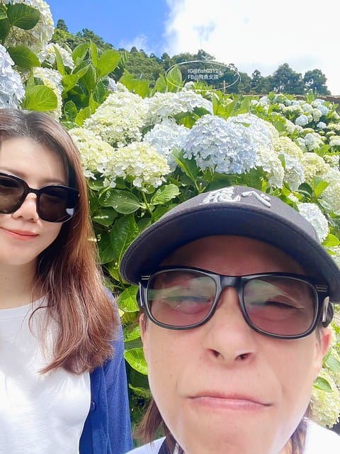 2023陽明山繡球花季,比人高的繡球花牆,竹子湖曹家花田香,2023繡球花花況,陽明山曹家繡球花