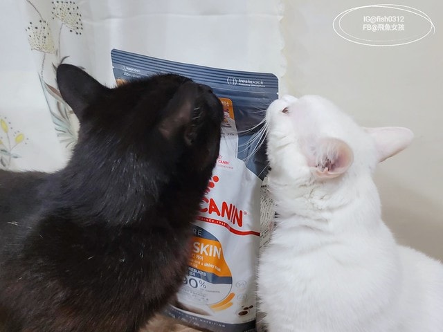 法國皇家HS33亮毛護膚成貓專用乾糧,ROYALCANIN貓飼料推薦,貓糧評價,法國皇家保健貓系列,貓飼料推薦,貓濕糧推薦,法國皇家貓四