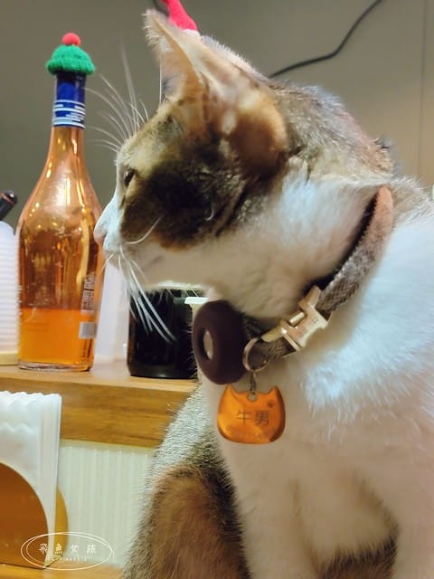 TAKEOUT CURRY SHOP咖哩專門店,台北咖哩,東區咖哩,延吉街餐廳,台北貓咪餐廳,貓奴必吃,貓咪楓糖布丁,台北貓咪咖啡廳,takeoutcurryshop菜單