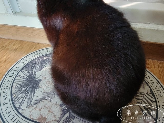 Pawsitive和樂茸茸,管理毛事茸毛排毛粉,Pawsitive和樂茸茸評價,管理毛事茸毛排毛粉評價,貓咪排毛粉推薦,爆毛排毛粉開箱,貓咪化毛保健分享,貓奴排毛推薦,貓咪化毛新選擇,貓咪皮膚保養推薦,貓咪毛髮營養品分享,貓咪爆毛好物推薦,爆毛粉有用嗎 Pawsitive和樂茸茸,管理毛事茸毛排毛粉,Pawsitive和樂茸茸評價,管理毛事茸毛排毛粉評價,貓咪排毛粉推薦,爆毛排毛粉開箱,貓咪化毛保健分享,貓奴排毛推薦,貓咪化毛新選擇,貓咪皮膚保養推薦,貓咪毛髮營養品分享,貓咪爆毛好物推薦,爆毛粉有用嗎