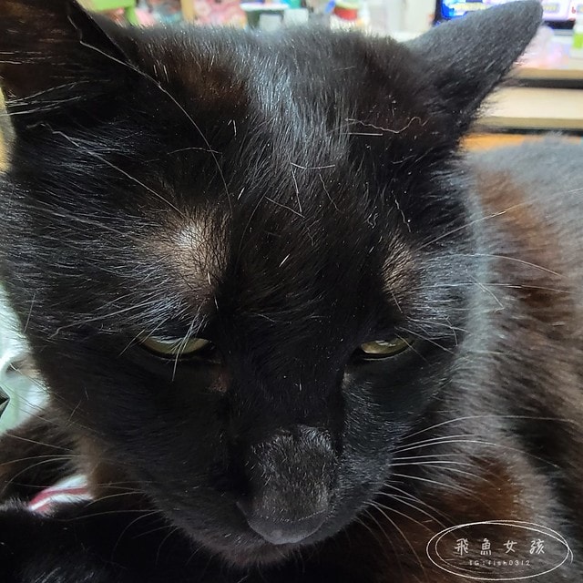 Pawsitive和樂茸茸,管理毛事茸毛排毛粉,Pawsitive和樂茸茸評價,管理毛事茸毛排毛粉評價,貓咪排毛粉推薦,爆毛排毛粉開箱,貓咪化毛保健分享,貓奴排毛推薦,貓咪化毛新選擇,貓咪皮膚保養推薦,貓咪毛髮營養品分享,貓咪爆毛好物推薦,爆毛粉有用嗎 Pawsitive和樂茸茸,管理毛事茸毛排毛粉,Pawsitive和樂茸茸評價,管理毛事茸毛排毛粉評價,貓咪排毛粉推薦,爆毛排毛粉開箱,貓咪化毛保健分享,貓奴排毛推薦,貓咪化毛新選擇,貓咪皮膚保養推薦,貓咪毛髮營養品分享,貓咪爆毛好物推薦,爆毛粉有用嗎