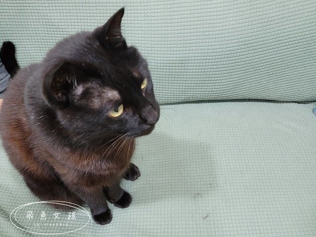 Pawsitive和樂茸茸,管理毛事茸毛排毛粉,Pawsitive和樂茸茸評價,管理毛事茸毛排毛粉評價,貓咪排毛粉推薦,爆毛排毛粉開箱,貓咪化毛保健分享,貓奴排毛推薦,貓咪化毛新選擇,貓咪皮膚保養推薦,貓咪毛髮營養品分享,貓咪爆毛好物推薦,爆毛粉有用嗎 Pawsitive和樂茸茸,管理毛事茸毛排毛粉,Pawsitive和樂茸茸評價,管理毛事茸毛排毛粉評價,貓咪排毛粉推薦,爆毛排毛粉開箱,貓咪化毛保健分享,貓奴排毛推薦,貓咪化毛新選擇,貓咪皮膚保養推薦,貓咪毛髮營養品分享,貓咪爆毛好物推薦,爆毛粉有用嗎