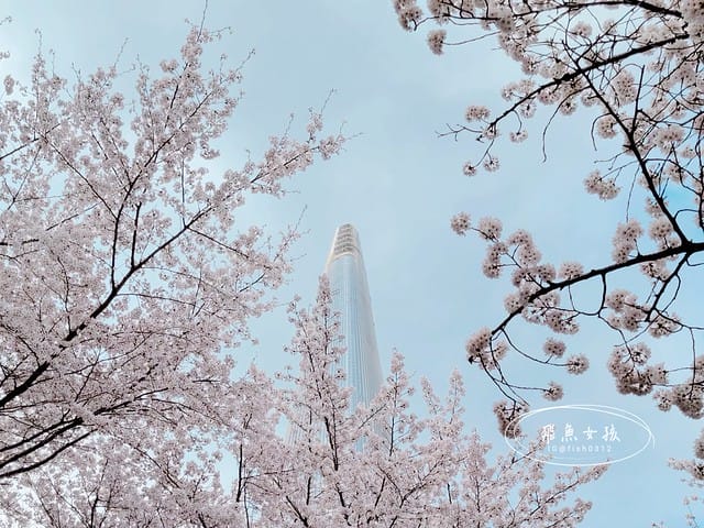 韓國櫻花,首爾櫻花,韓國自由行5天4夜,韓國自由行行程,首爾自由行行程,首爾賞櫻,韓國賞櫻.首爾櫻花推薦.首爾行程,韓國行程推薦,韓國自由行新手,汝矣島現代百貨,京東市場,首爾林SM曠野 韓國櫻花,首爾櫻花,韓國自由行5天4夜,韓國自由行行程,首爾自由行行程,首爾賞櫻,韓國賞櫻.首爾櫻花推薦.首爾行程,韓國行程推薦,韓國自由行新手,汝矣島現代百貨,京東市場,首爾林SM曠野