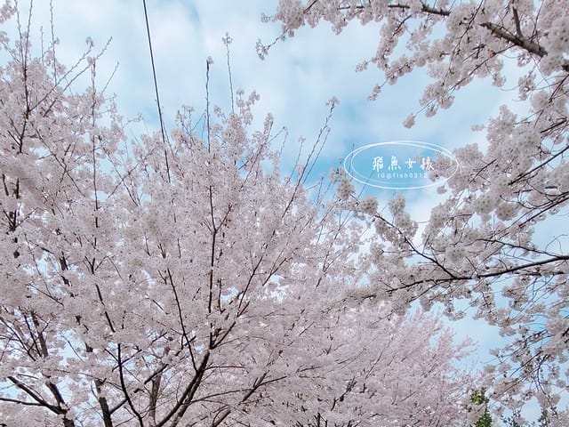 韓國櫻花,首爾櫻花,韓國自由行5天4夜,韓國自由行行程,首爾自由行行程,首爾賞櫻,韓國賞櫻.首爾櫻花推薦.首爾行程,韓國行程推薦,韓國自由行新手,汝矣島現代百貨,京東市場,首爾林SM曠野 韓國櫻花,首爾櫻花,韓國自由行5天4夜,韓國自由行行程,首爾自由行行程,首爾賞櫻,韓國賞櫻.首爾櫻花推薦.首爾行程,韓國行程推薦,韓國自由行新手,汝矣島現代百貨,京東市場,首爾林SM曠野