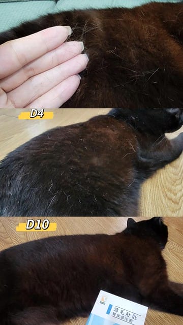 和樂茸茸Pawsitive評價,茸毛肚肚雙效益生菌評價,貓咪保健品牌分享,貓咪益生菌開箱,助消化貓咪保健分享,適口性好貓益生菌推薦,貓咪皮膚消化保健心得,貓皮膚毛髮保健品開箱,有感好菌貓保健品分享,方便餵食貓咪營養品開箱,貓咪改善過敏產品分享,提升免疫力貓咪產品心得,和樂茸茸Pawsitive,茸毛肚肚雙效益生菌,貓咪保健品牌分享,貓咪益生菌開箱,助消化貓咪保健分享,一顆抵四瓶,補足貓咪每日胺基酸