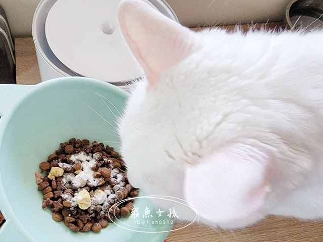 和樂茸茸Pawsitive評價,茸毛肚肚雙效益生菌評價,貓咪保健品牌分享,貓咪益生菌開箱,助消化貓咪保健分享,適口性好貓益生菌推薦,貓咪皮膚消化保健心得,貓皮膚毛髮保健品開箱,有感好菌貓保健品分享,方便餵食貓咪營養品開箱,貓咪改善過敏產品分享,提升免疫力貓咪產品心得,和樂茸茸Pawsitive,茸毛肚肚雙效益生菌,貓咪保健品牌分享,貓咪益生菌開箱,助消化貓咪保健分享,一顆抵四瓶,補足貓咪每日胺基酸