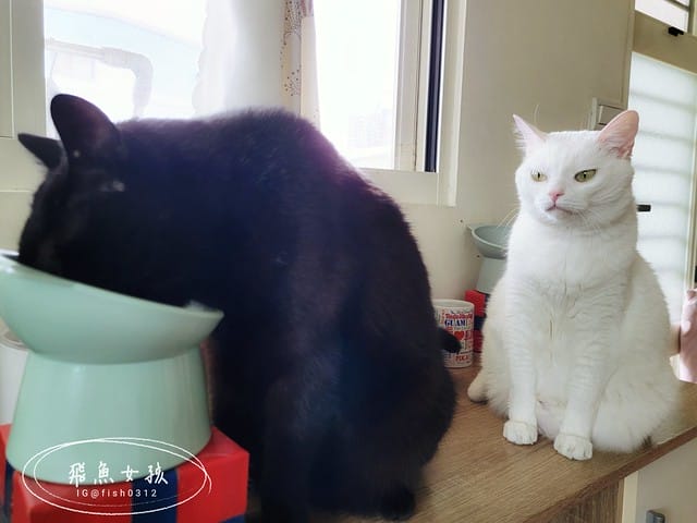 和樂茸茸Pawsitive評價,茸毛肚肚雙效益生菌評價,貓咪保健品牌分享,貓咪益生菌開箱,助消化貓咪保健分享,適口性好貓益生菌推薦,貓咪皮膚消化保健心得,貓皮膚毛髮保健品開箱,有感好菌貓保健品分享,方便餵食貓咪營養品開箱,貓咪改善過敏產品分享,提升免疫力貓咪產品心得,和樂茸茸Pawsitive,茸毛肚肚雙效益生菌,貓咪保健品牌分享,貓咪益生菌開箱,助消化貓咪保健分享,一顆抵四瓶,補足貓咪每日胺基酸