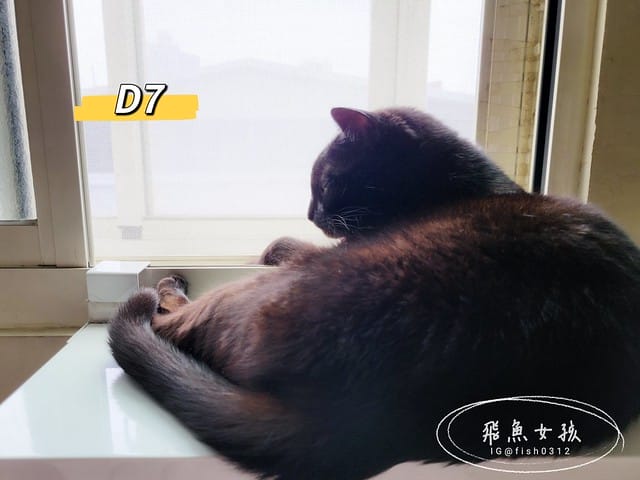 和樂茸茸Pawsitive評價,茸毛肚肚雙效益生菌評價,貓咪保健品牌分享,貓咪益生菌開箱,助消化貓咪保健分享,適口性好貓益生菌推薦,貓咪皮膚消化保健心得,貓皮膚毛髮保健品開箱,有感好菌貓保健品分享,方便餵食貓咪營養品開箱,貓咪改善過敏產品分享,提升免疫力貓咪產品心得,和樂茸茸Pawsitive,茸毛肚肚雙效益生菌,貓咪保健品牌分享,貓咪益生菌開箱,助消化貓咪保健分享,一顆抵四瓶,補足貓咪每日胺基酸