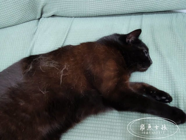 和樂茸茸Pawsitive評價,茸毛肚肚雙效益生菌評價,貓咪保健品牌分享,貓咪益生菌開箱,助消化貓咪保健分享,適口性好貓益生菌推薦,貓咪皮膚消化保健心得,貓皮膚毛髮保健品開箱,有感好菌貓保健品分享,方便餵食貓咪營養品開箱,貓咪改善過敏產品分享,提升免疫力貓咪產品心得,和樂茸茸Pawsitive,茸毛肚肚雙效益生菌,貓咪保健品牌分享,貓咪益生菌開箱,助消化貓咪保健分享,一顆抵四瓶,補足貓咪每日胺基酸