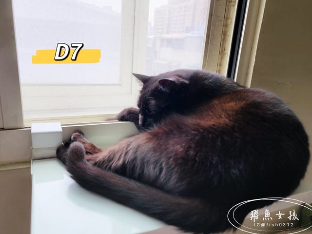 和樂茸茸Pawsitive評價,茸毛肚肚雙效益生菌評價,貓咪保健品牌分享,貓咪益生菌開箱,助消化貓咪保健分享,適口性好貓益生菌推薦,貓咪皮膚消化保健心得,貓皮膚毛髮保健品開箱,有感好菌貓保健品分享,方便餵食貓咪營養品開箱,貓咪改善過敏產品分享,提升免疫力貓咪產品心得,和樂茸茸Pawsitive,茸毛肚肚雙效益生菌,貓咪保健品牌分享,貓咪益生菌開箱,助消化貓咪保健分享,一顆抵四瓶,補足貓咪每日胺基酸