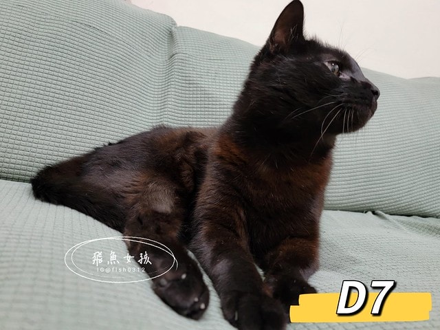 可蒂毛毛膚肽美3護型皮毛營養品,可蒂毛毛評價,膚肽美3護型皮毛營養品評價,寵物皮膚保養品開箱,毛孩皮毛保健品分享,毛孩皮膚保健好物開箱,貓咪皮膚保健心得,貓皮膚護理產品開箱,狗狗皮膚病吃什麼藥,狗止癢食品分享,貓狗皮膚保健品分享,膚肽美3護型皮毛營養品,可蒂毛毛推薦,可蒂毛毛ppt, 可蒂毛毛dacrd 可蒂毛毛膚肽美3護型皮毛營養品,可蒂毛毛評價,膚肽美3護型皮毛營養品評價,寵物皮膚保養品開箱,毛孩皮毛保健品分享,毛孩皮膚保健好物開箱,貓咪皮膚保健心得,貓皮膚護理產品開箱,狗狗皮膚病吃什麼藥,狗止癢食品分享,貓狗皮膚保健品分享,膚肽美3護型皮毛營養品,可蒂毛毛推薦,可蒂毛毛ppt, 可蒂毛毛dacrd