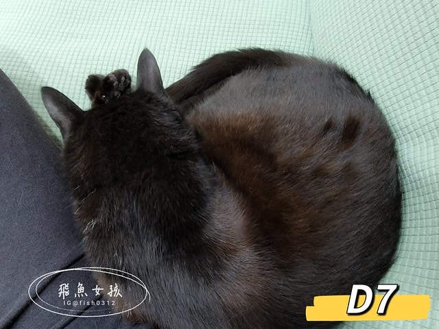 可蒂毛毛膚肽美3護型皮毛營養品,可蒂毛毛評價,膚肽美3護型皮毛營養品評價,寵物皮膚保養品開箱,毛孩皮毛保健品分享,毛孩皮膚保健好物開箱,貓咪皮膚保健心得,貓皮膚護理產品開箱,狗狗皮膚病吃什麼藥,狗止癢食品分享,貓狗皮膚保健品分享,膚肽美3護型皮毛營養品,可蒂毛毛推薦,可蒂毛毛ppt, 可蒂毛毛dacrd 可蒂毛毛膚肽美3護型皮毛營養品,可蒂毛毛評價,膚肽美3護型皮毛營養品評價,寵物皮膚保養品開箱,毛孩皮毛保健品分享,毛孩皮膚保健好物開箱,貓咪皮膚保健心得,貓皮膚護理產品開箱,狗狗皮膚病吃什麼藥,狗止癢食品分享,貓狗皮膚保健品分享,膚肽美3護型皮毛營養品,可蒂毛毛推薦,可蒂毛毛ppt, 可蒂毛毛dacrd