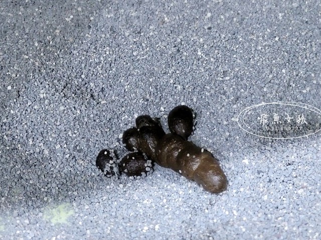 可蒂毛毛膚肽美3護型皮毛營養品,可蒂毛毛評價,膚肽美3護型皮毛營養品評價,寵物皮膚保養品開箱,毛孩皮毛保健品分享,毛孩皮膚保健好物開箱,貓咪皮膚保健心得,貓皮膚護理產品開箱,狗狗皮膚病吃什麼藥,狗止癢食品分享,貓狗皮膚保健品分享,膚肽美3護型皮毛營養品,可蒂毛毛推薦,可蒂毛毛ppt, 可蒂毛毛dacrd 可蒂毛毛膚肽美3護型皮毛營養品,可蒂毛毛評價,膚肽美3護型皮毛營養品評價,寵物皮膚保養品開箱,毛孩皮毛保健品分享,毛孩皮膚保健好物開箱,貓咪皮膚保健心得,貓皮膚護理產品開箱,狗狗皮膚病吃什麼藥,狗止癢食品分享,貓狗皮膚保健品分享,膚肽美3護型皮毛營養品,可蒂毛毛推薦,可蒂毛毛ppt, 可蒂毛毛dacrd