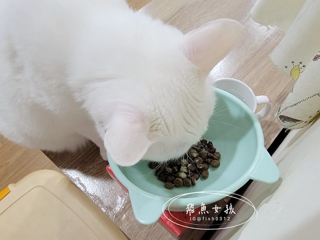 可蒂毛毛膚肽美3護型皮毛營養品,可蒂毛毛評價,膚肽美3護型皮毛營養品評價,寵物皮膚保養品開箱,毛孩皮毛保健品分享,毛孩皮膚保健好物開箱,貓咪皮膚保健心得,貓皮膚護理產品開箱,狗狗皮膚病吃什麼藥,狗止癢食品分享,貓狗皮膚保健品分享,膚肽美3護型皮毛營養品,可蒂毛毛推薦,可蒂毛毛ppt, 可蒂毛毛dacrd 可蒂毛毛膚肽美3護型皮毛營養品,可蒂毛毛評價,膚肽美3護型皮毛營養品評價,寵物皮膚保養品開箱,毛孩皮毛保健品分享,毛孩皮膚保健好物開箱,貓咪皮膚保健心得,貓皮膚護理產品開箱,狗狗皮膚病吃什麼藥,狗止癢食品分享,貓狗皮膚保健品分享,膚肽美3護型皮毛營養品,可蒂毛毛推薦,可蒂毛毛ppt, 可蒂毛毛dacrd