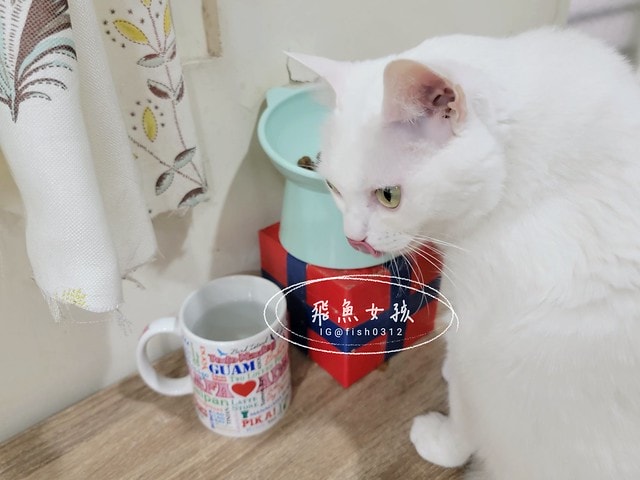 可蒂毛毛膚肽美3護型皮毛營養品,可蒂毛毛評價,膚肽美3護型皮毛營養品評價,寵物皮膚保養品開箱,毛孩皮毛保健品分享,毛孩皮膚保健好物開箱,貓咪皮膚保健心得,貓皮膚護理產品開箱,狗狗皮膚病吃什麼藥,狗止癢食品分享,貓狗皮膚保健品分享,膚肽美3護型皮毛營養品,可蒂毛毛推薦,可蒂毛毛ppt, 可蒂毛毛dacrd 可蒂毛毛膚肽美3護型皮毛營養品,可蒂毛毛評價,膚肽美3護型皮毛營養品評價,寵物皮膚保養品開箱,毛孩皮毛保健品分享,毛孩皮膚保健好物開箱,貓咪皮膚保健心得,貓皮膚護理產品開箱,狗狗皮膚病吃什麼藥,狗止癢食品分享,貓狗皮膚保健品分享,膚肽美3護型皮毛營養品,可蒂毛毛推薦,可蒂毛毛ppt, 可蒂毛毛dacrd