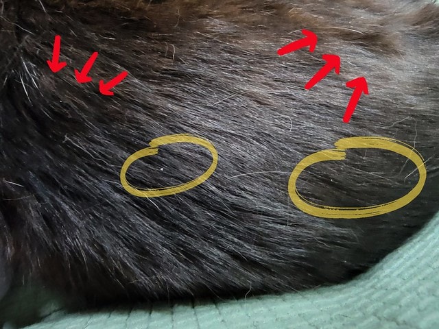 可蒂毛毛膚肽美3護型皮毛營養品,可蒂毛毛評價,膚肽美3護型皮毛營養品評價,寵物皮膚保養品開箱,毛孩皮毛保健品分享,毛孩皮膚保健好物開箱,貓咪皮膚保健心得,貓皮膚護理產品開箱,狗狗皮膚病吃什麼藥,狗止癢食品分享,貓狗皮膚保健品分享,膚肽美3護型皮毛營養品,可蒂毛毛推薦,可蒂毛毛ppt, 可蒂毛毛dacrd 可蒂毛毛膚肽美3護型皮毛營養品,可蒂毛毛評價,膚肽美3護型皮毛營養品評價,寵物皮膚保養品開箱,毛孩皮毛保健品分享,毛孩皮膚保健好物開箱,貓咪皮膚保健心得,貓皮膚護理產品開箱,狗狗皮膚病吃什麼藥,狗止癢食品分享,貓狗皮膚保健品分享,膚肽美3護型皮毛營養品,可蒂毛毛推薦,可蒂毛毛ppt, 可蒂毛毛dacrd