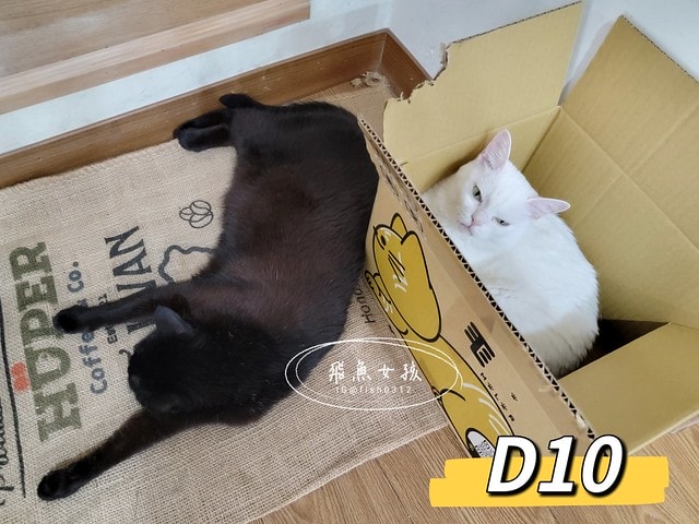 可蒂毛毛膚肽美3護型皮毛營養品,可蒂毛毛評價,膚肽美3護型皮毛營養品評價,寵物皮膚保養品開箱,毛孩皮毛保健品分享,毛孩皮膚保健好物開箱,貓咪皮膚保健心得,貓皮膚護理產品開箱,狗狗皮膚病吃什麼藥,狗止癢食品分享,貓狗皮膚保健品分享,膚肽美3護型皮毛營養品,可蒂毛毛推薦,可蒂毛毛ppt, 可蒂毛毛dacrd 可蒂毛毛膚肽美3護型皮毛營養品,可蒂毛毛評價,膚肽美3護型皮毛營養品評價,寵物皮膚保養品開箱,毛孩皮毛保健品分享,毛孩皮膚保健好物開箱,貓咪皮膚保健心得,貓皮膚護理產品開箱,狗狗皮膚病吃什麼藥,狗止癢食品分享,貓狗皮膚保健品分享,膚肽美3護型皮毛營養品,可蒂毛毛推薦,可蒂毛毛ppt, 可蒂毛毛dacrd