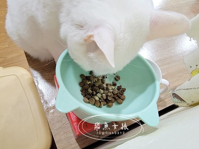 可蒂毛毛膚肽美3護型皮毛營養品,可蒂毛毛評價,膚肽美3護型皮毛營養品評價,寵物皮膚保養品開箱,毛孩皮毛保健品分享,毛孩皮膚保健好物開箱,貓咪皮膚保健心得,貓皮膚護理產品開箱,狗狗皮膚病吃什麼藥,狗止癢食品分享,貓狗皮膚保健品分享,膚肽美3護型皮毛營養品,可蒂毛毛推薦,可蒂毛毛ppt, 可蒂毛毛dacrd 可蒂毛毛膚肽美3護型皮毛營養品,可蒂毛毛評價,膚肽美3護型皮毛營養品評價,寵物皮膚保養品開箱,毛孩皮毛保健品分享,毛孩皮膚保健好物開箱,貓咪皮膚保健心得,貓皮膚護理產品開箱,狗狗皮膚病吃什麼藥,狗止癢食品分享,貓狗皮膚保健品分享,膚肽美3護型皮毛營養品,可蒂毛毛推薦,可蒂毛毛ppt, 可蒂毛毛dacrd