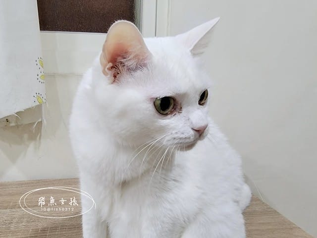 膚目樂,一個品項兩個功效,皮膚和眼睛煥然一新,皮膚和眼睛保健,寵物皮膚炎,寵物皮膚過敏,寵物眼睛不適,寵物眼睛乾澀,日本專利捲曲乳桿菌,日本專利神經醯胺,挪威魚油,美國專利膠原蛋白,貓咪皮膚dcard 膚目樂,一個品項兩個功效,皮膚和眼睛煥然一新,皮膚和眼睛保健,寵物皮膚炎,寵物皮膚過敏,寵物眼睛不適,寵物眼睛乾澀,日本專利捲曲乳桿菌,日本專利神經醯胺,挪威魚油,美國專利膠原蛋白,貓咪皮膚dcard