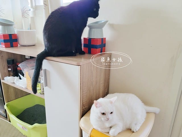 骨關心,一個品項兩個功效,關節和心血管一次搞定,骨關節和心血管保健,寵物骨頭,寵物關節,寵物心臟,寵物血管,紐西蘭綠貽貝,美國專利蛋殼膜,美國專利UC2,Q10