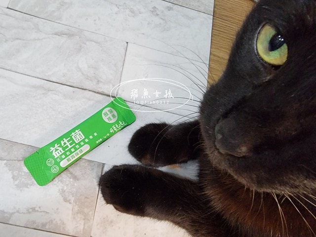 可蒂毛毛評價,益生菌3護型腸胃營養品評價,貓狗適口性好益生菌開箱,犬貓腸胃保健品分享,寵物益生菌品牌分享,貓狗消化保健心得,毛孩消化改善好物推薦,貓狗營養益生菌開箱,毛孩腸胃保健必買,寵物益生菌怎麼挑,寵物益生菌試用心得,好評寵物粉狀益生菌,貓咪益生菌,貓咪益生菌推薦,貓咪益生菌推薦ptt,狗狗益生菌推薦ptt,寵物益生菌推薦,寵物益生菌推薦ptt,貓咪益生菌dcard,人吃的益生菌貓可以吃嗎,貓咪大便很臭