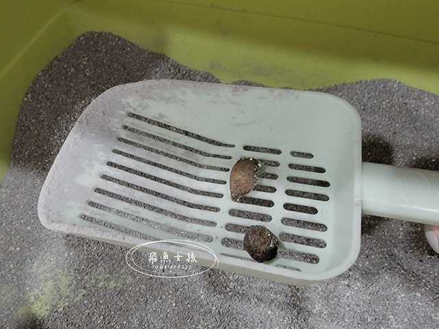 可蒂毛毛評價,益生菌3護型腸胃營養品評價,貓狗適口性好益生菌開箱,犬貓腸胃保健品分享,寵物益生菌品牌分享,貓狗消化保健心得,毛孩消化改善好物推薦,貓狗營養益生菌開箱,毛孩腸胃保健必買,寵物益生菌怎麼挑,寵物益生菌試用心得,好評寵物粉狀益生菌,貓咪益生菌,貓咪益生菌推薦,貓咪益生菌推薦ptt,狗狗益生菌推薦ptt,寵物益生菌推薦,寵物益生菌推薦ptt,貓咪益生菌dcard,人吃的益生菌貓可以吃嗎,貓咪大便很臭