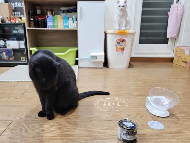 Petzoo貓罐評價,克勞德博士貓罐評價,無穀貓咪主食罐推薦,挑嘴貓主食罐推薦,貓咪轉濕食推薦,無榖貓罐頭開箱,貓主食罐開箱,轉濕食貓罐開箱,無穀貓濕食分享,鮮肉湯貓罐分享,機能貓罐食用心得,克勞德博士主食罐ptt,克勞德博士dcard,平價貓罐頭推薦dcard,平價主食罐dcard,克勞德博士評價,克勞德博士餐包,克勞德博士餐包ptt,飛魚女孩,Petzoo,聯信寵物推薦,法米納天然寵物食品公司 聯信寵物,德國dr-clauder克勞德博士,德罐dcard,德罐好嗎,德罐是什麼,德罐推薦ptt,德罐貓,德罐ppt,