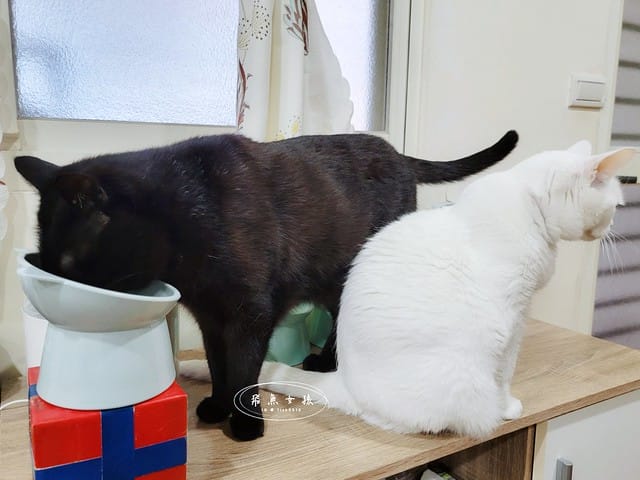 威旺WeWant,威旺WeWant貓用好心情益生菌評價,貓咪保健品牌分享,貓咪益生菌開箱,助消化貓咪保健分享,適口性好貓益生菌推薦,貓咪心情不好怎麼辦,貓益生菌保健品分享,貓咪產品心得,飛魚女孩,跟著飛魚購物去,貓咪益生菌推薦,貓咪益生菌推薦ptt,貓咪益生菌推薦dcard,貓咪拉肚子益生菌dcard,貓咪便秘益生菌,貓益生菌多久吃一次,