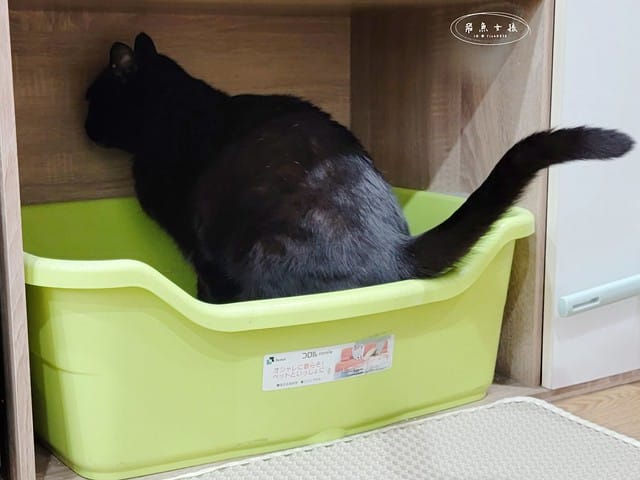 威旺WeWant,威旺WeWant貓用好心情益生菌評價,貓咪保健品牌分享,貓咪益生菌開箱,助消化貓咪保健分享,適口性好貓益生菌推薦,貓咪心情不好怎麼辦,貓益生菌保健品分享,貓咪產品心得,飛魚女孩,跟著飛魚購物去,貓咪益生菌推薦,貓咪益生菌推薦ptt,貓咪益生菌推薦dcard,貓咪拉肚子益生菌dcard,貓咪便秘益生菌,貓益生菌多久吃一次,