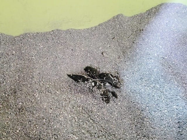 威旺WeWant,威旺WeWant貓用好心情益生菌評價,貓咪保健品牌分享,貓咪益生菌開箱,助消化貓咪保健分享,適口性好貓益生菌推薦,貓咪心情不好怎麼辦,貓益生菌保健品分享,貓咪產品心得,飛魚女孩,跟著飛魚購物去,貓咪益生菌推薦,貓咪益生菌推薦ptt,貓咪益生菌推薦dcard,貓咪拉肚子益生菌dcard,貓咪便秘益生菌,貓益生菌多久吃一次,