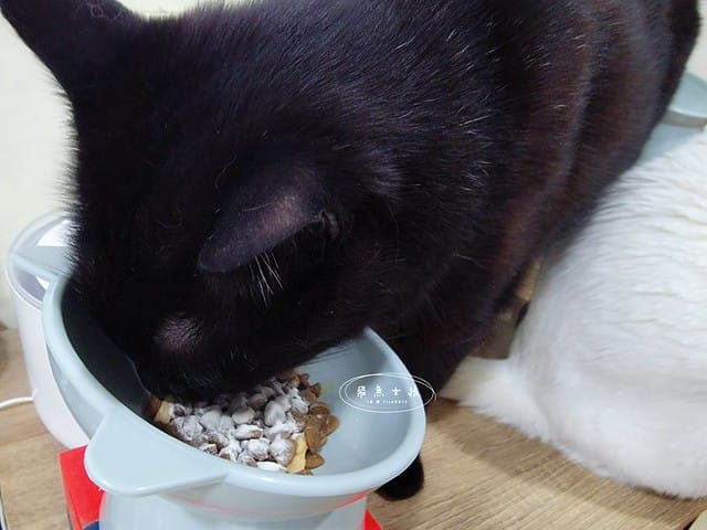 威旺WeWant,威旺WeWant貓用好心情益生菌評價,貓咪保健品牌分享,貓咪益生菌開箱,助消化貓咪保健分享,適口性好貓益生菌推薦,貓咪心情不好怎麼辦,貓益生菌保健品分享,貓咪產品心得,飛魚女孩,跟著飛魚購物去,貓咪益生菌推薦,貓咪益生菌推薦ptt,貓咪益生菌推薦dcard,貓咪拉肚子益生菌dcard,貓咪便秘益生菌,貓益生菌多久吃一次,