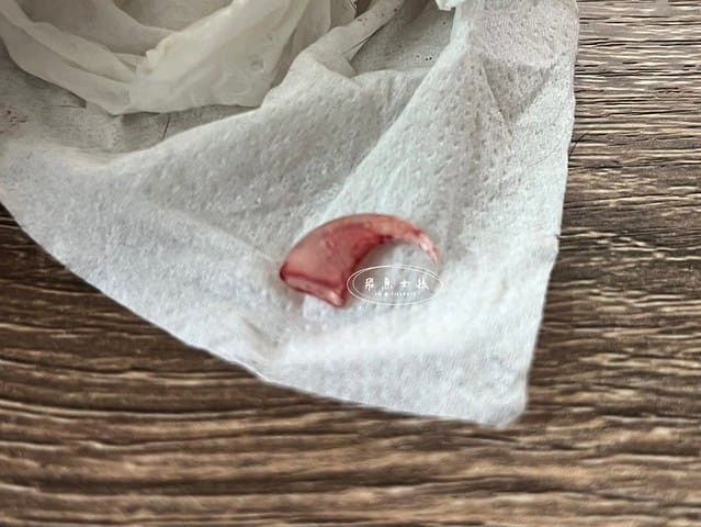 SUISA評價,SUISA寵物醫藥箱評價,SUISA寵物醫藥箱好用嗎,寵物需要醫藥箱嗎,毛孩專屬急救箱推薦,毛孩必備醫藥箱推薦,寵物居家醫藥箱分享,寵物外出醫藥箱分享,輕便寵物醫藥箱推薦,寵物受傷急救分享,寵物傷口照護分享,質感寵物醫藥箱分享,SUISA蘇依沙,寵物醫藥箱是什麼,寵物醫藥箱哪裡買ptt,寵物急救箱,寵物急救箱哪裡買ptt,貓咪必備用品,貓咪用品推薦dcard,養貓注意事項dcard,貓咪斷甲,貓咪指甲斷掉dcard,貓咪斷指甲,貓咪指甲流血dcard,貓咪指甲斷掉會自己好嗎,貓咪指甲斷掉流血