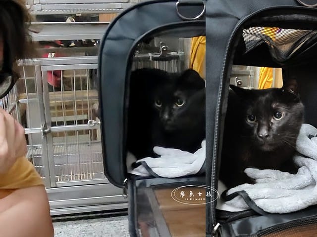 SUISA評價,SUISA寵物醫藥箱評價,SUISA寵物醫藥箱好用嗎,寵物需要醫藥箱嗎,毛孩專屬急救箱推薦,毛孩必備醫藥箱推薦,寵物居家醫藥箱分享,寵物外出醫藥箱分享,輕便寵物醫藥箱推薦,寵物受傷急救分享,寵物傷口照護分享,質感寵物醫藥箱分享,SUISA蘇依沙,寵物醫藥箱是什麼,寵物醫藥箱哪裡買ptt,寵物急救箱,寵物急救箱哪裡買ptt,貓咪必備用品,貓咪用品推薦dcard,養貓注意事項dcard,貓咪斷甲,貓咪指甲斷掉dcard,貓咪斷指甲,貓咪指甲流血dcard,貓咪指甲斷掉會自己好嗎,貓咪指甲斷掉流血