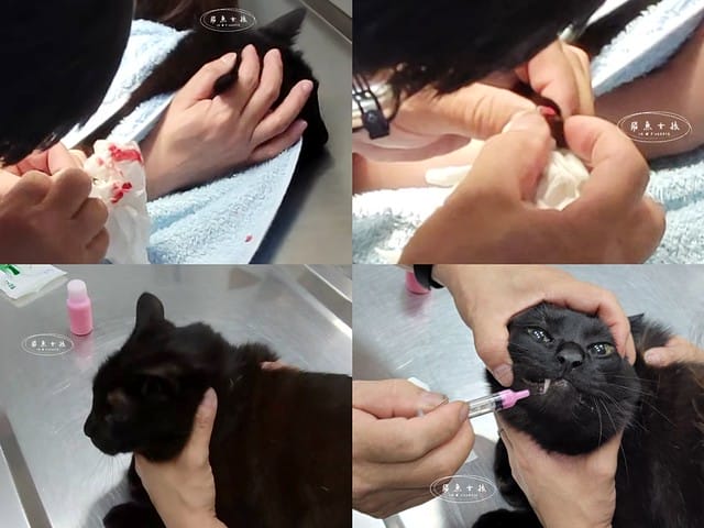 SUISA評價,SUISA寵物醫藥箱評價,SUISA寵物醫藥箱好用嗎,寵物需要醫藥箱嗎,毛孩專屬急救箱推薦,毛孩必備醫藥箱推薦,寵物居家醫藥箱分享,寵物外出醫藥箱分享,輕便寵物醫藥箱推薦,寵物受傷急救分享,寵物傷口照護分享,質感寵物醫藥箱分享,SUISA蘇依沙,寵物醫藥箱是什麼,寵物醫藥箱哪裡買ptt,寵物急救箱,寵物急救箱哪裡買ptt,貓咪必備用品,貓咪用品推薦dcard,養貓注意事項dcard,貓咪斷甲,貓咪指甲斷掉dcard,貓咪斷指甲,貓咪指甲流血dcard,貓咪指甲斷掉會自己好嗎,貓咪指甲斷掉流血