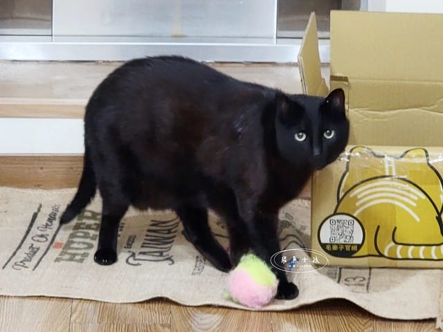 SUISA評價,SUISA寵物醫藥箱評價,SUISA寵物醫藥箱好用嗎,寵物需要醫藥箱嗎,毛孩專屬急救箱推薦,毛孩必備醫藥箱推薦,寵物居家醫藥箱分享,寵物外出醫藥箱分享,輕便寵物醫藥箱推薦,寵物受傷急救分享,寵物傷口照護分享,質感寵物醫藥箱分享,SUISA蘇依沙,寵物醫藥箱是什麼,寵物醫藥箱哪裡買ptt,寵物急救箱,寵物急救箱哪裡買ptt,貓咪必備用品,貓咪用品推薦dcard,養貓注意事項dcard,貓咪斷甲,貓咪指甲斷掉dcard,貓咪斷指甲,貓咪指甲流血dcard,貓咪指甲斷掉會自己好嗎,貓咪指甲斷掉流血